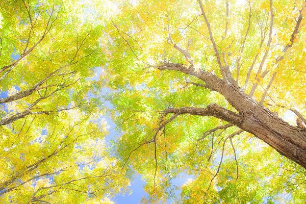 Gulin, Sylvia 아티스트의 USA-New England-Vermont Autumn looking up into Sugar Maple Trees작품입니다.